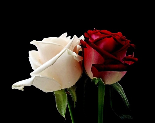 Galant ombrage, sonnet